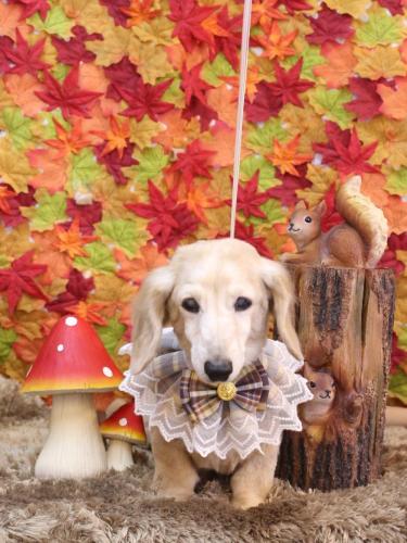 20241120マックくん